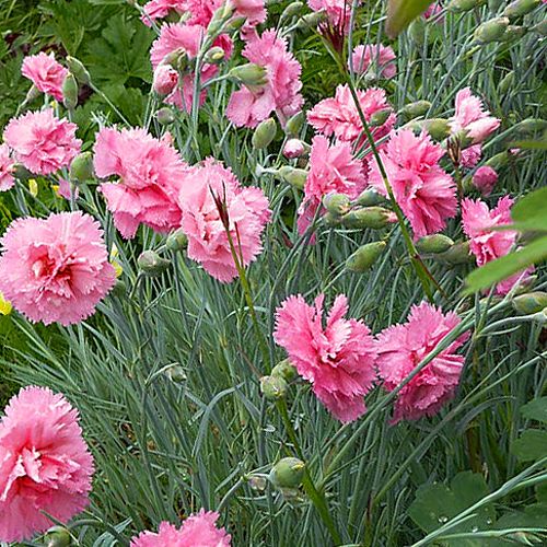 Dianthus plumarius &#39;Roseus Plena&#39;