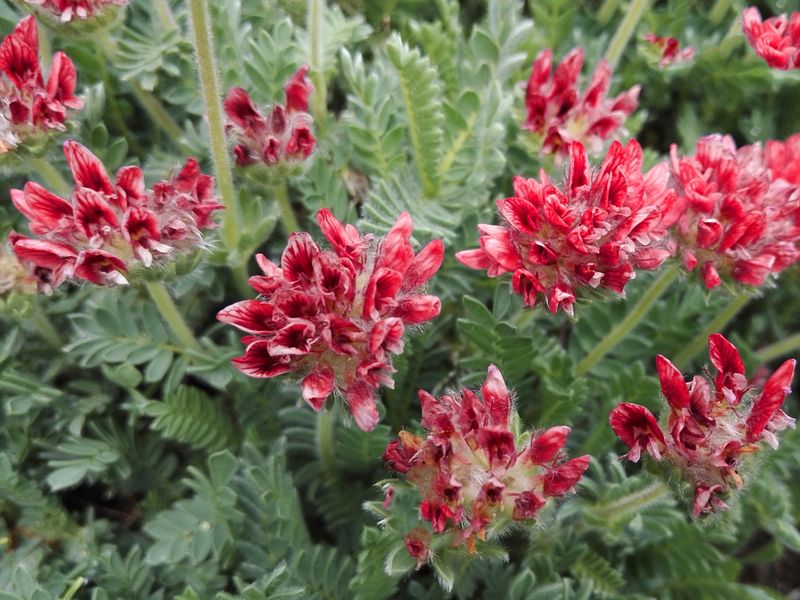 Anthyllis montana &#39;Rubra&#39; AGM