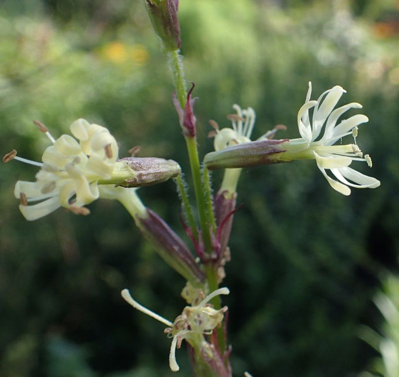 Silene tatarica  (Photo by Kenraiz)