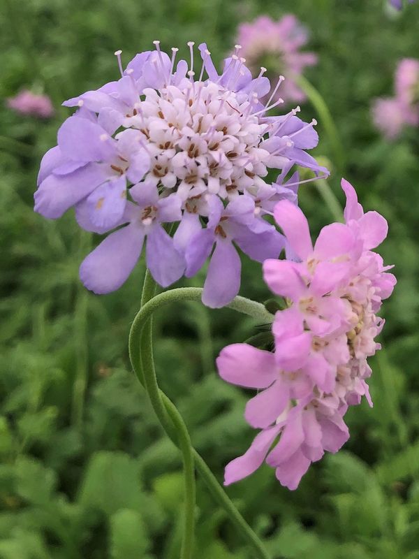 Scabiosa columbaria nana &#39;Misty Butterflies&#39;