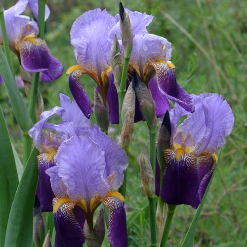 Iris cf.  trojana
