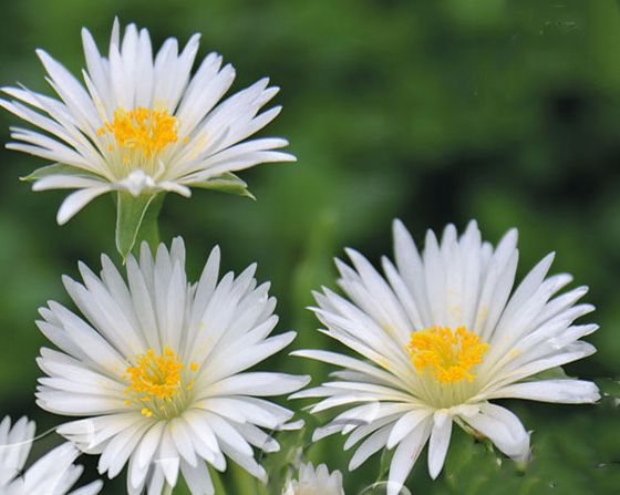 Bergeranthus vespertinus Alba