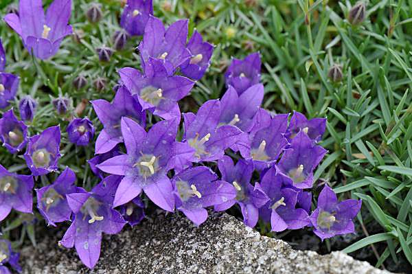 Edraianthus pumilio (AGM)