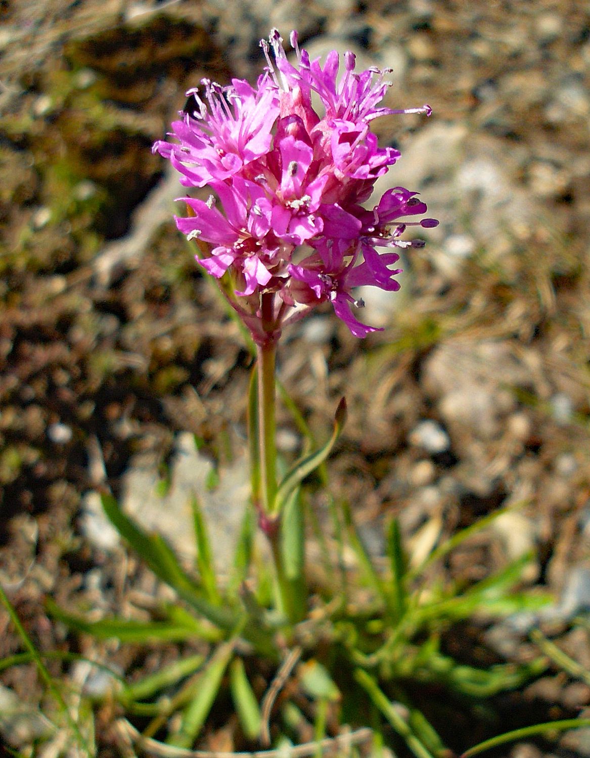 Lychnis alpina