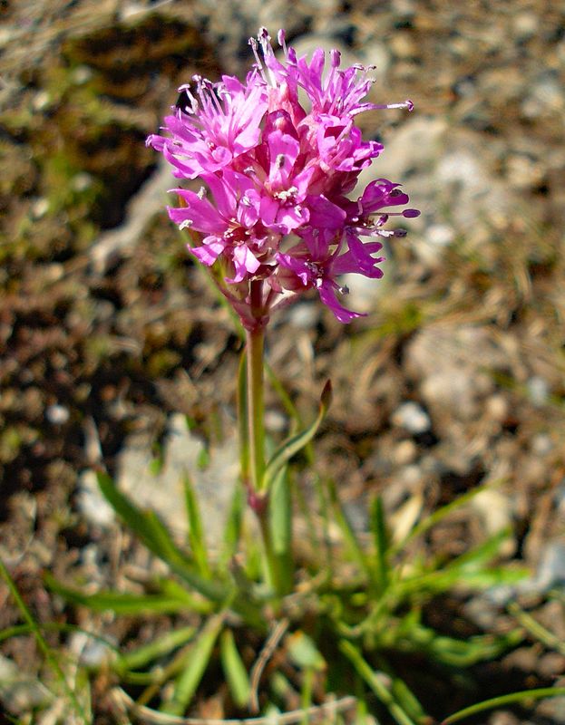 Lychnis alpina