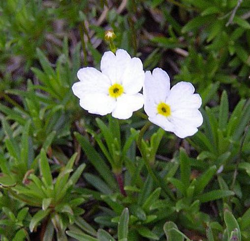 Androsace lactea