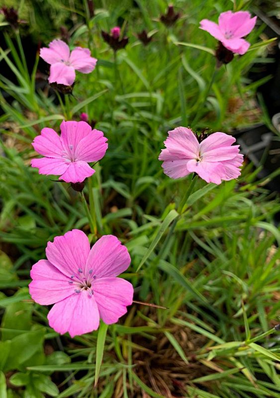 Dianthus carthusianorum 'Rupert's Pink'