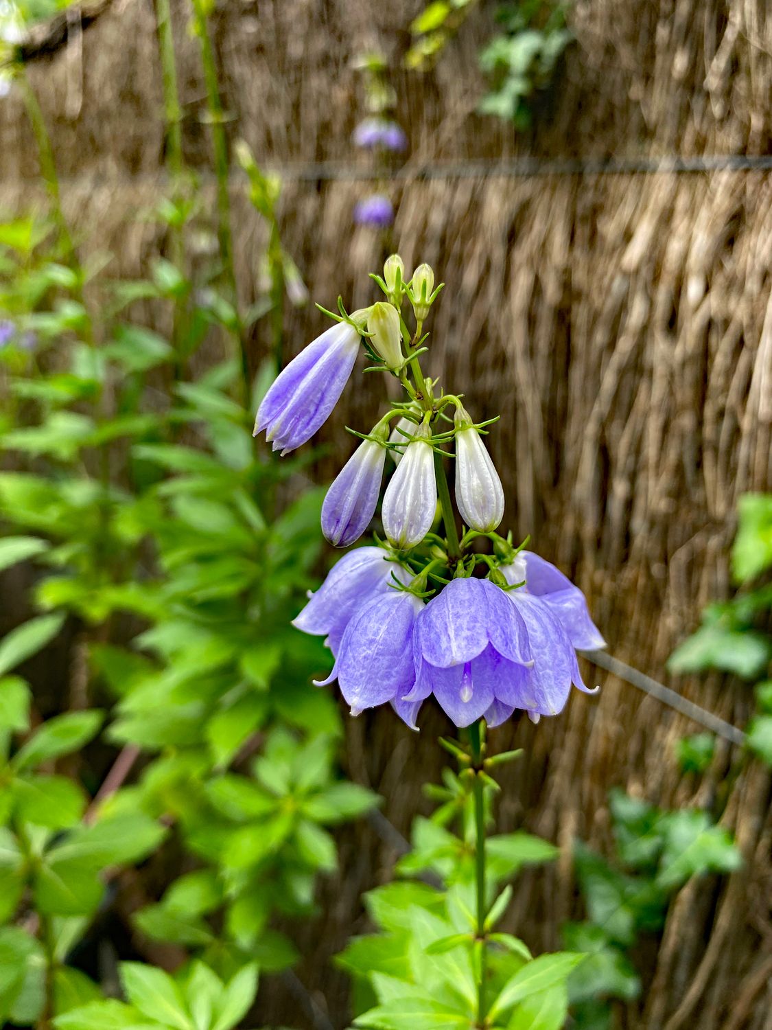 Adenophora triphylla var. japonica