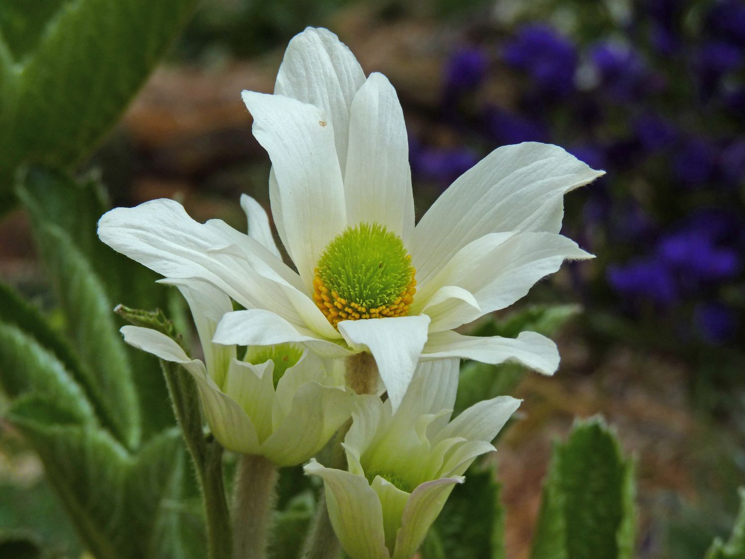 Anemone fanninii  (Syn. Knowltonia fanninii )