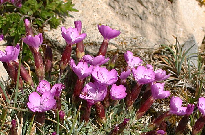 Dianthus subacaulis