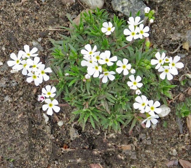 Androsace carnea ssp. brigantiaca