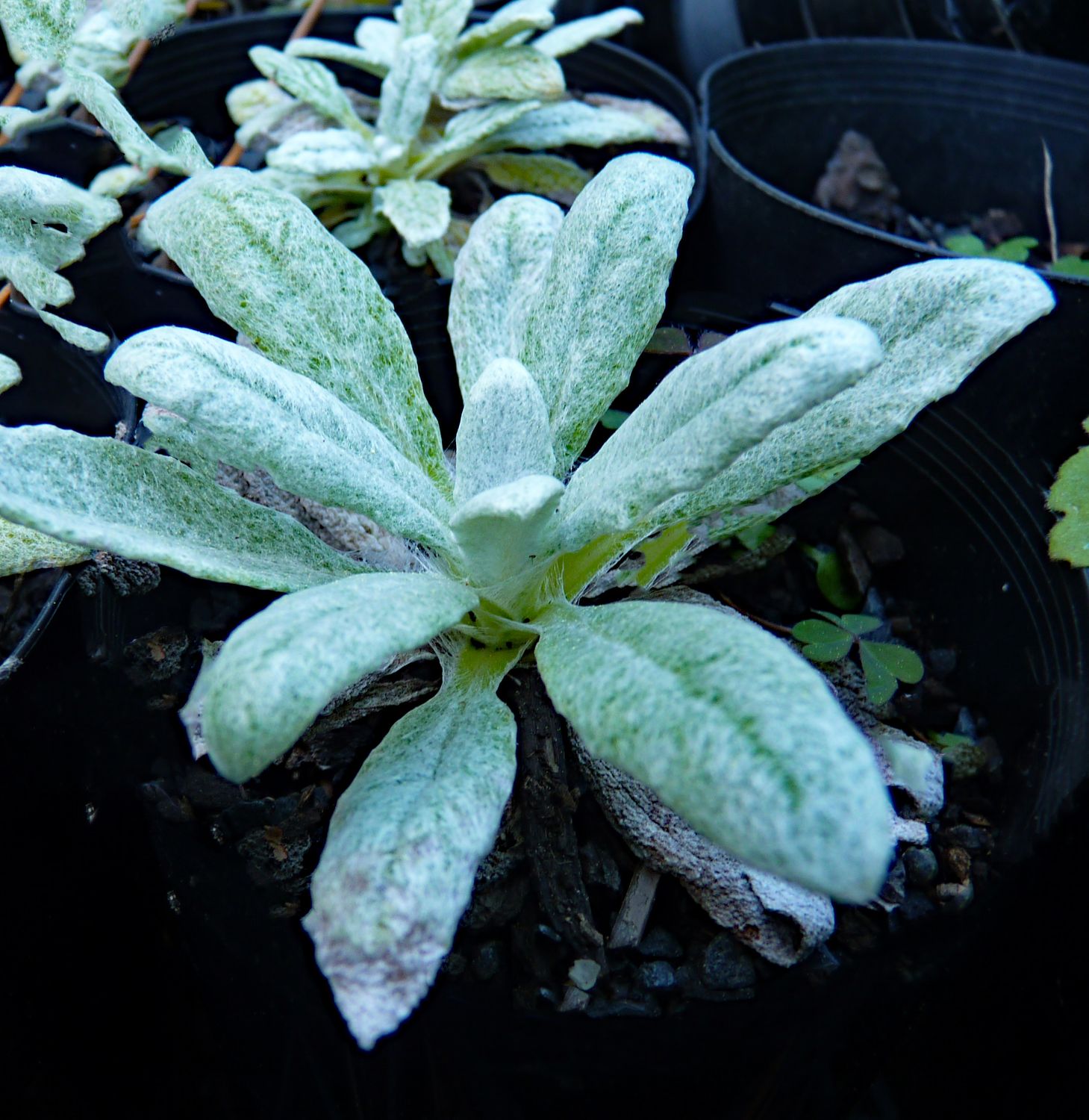 Salvia canescens var. daghestanica
