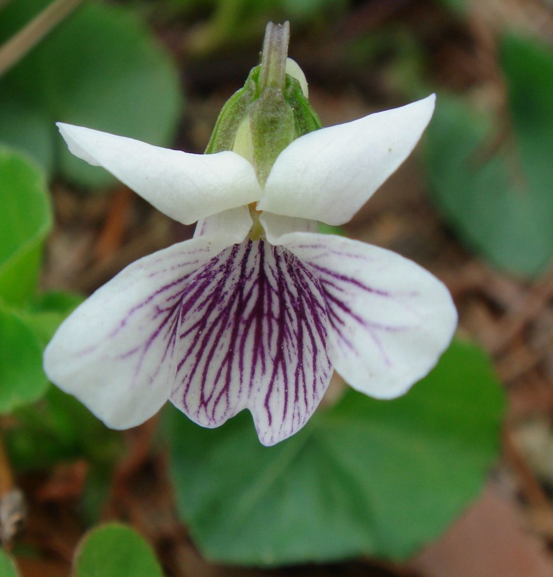 Viola verecunda var. semilunaris