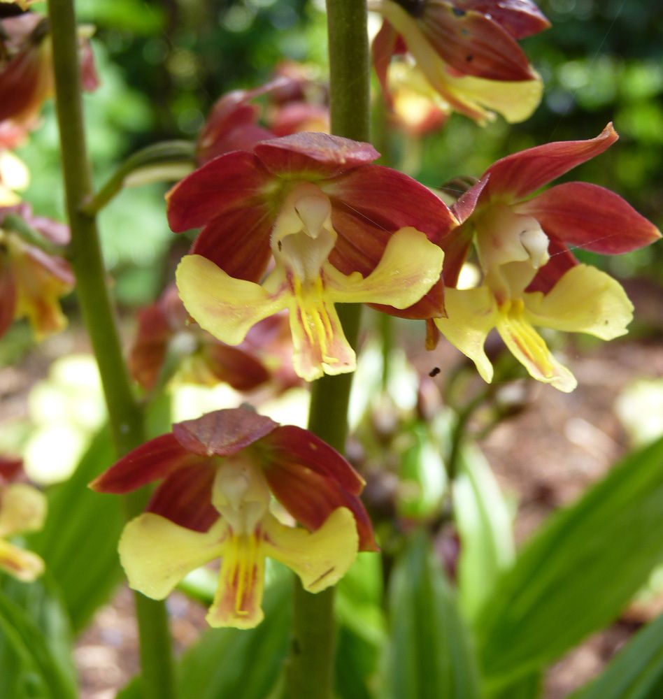 Calanthe Maroon -Yellow   Flowering size