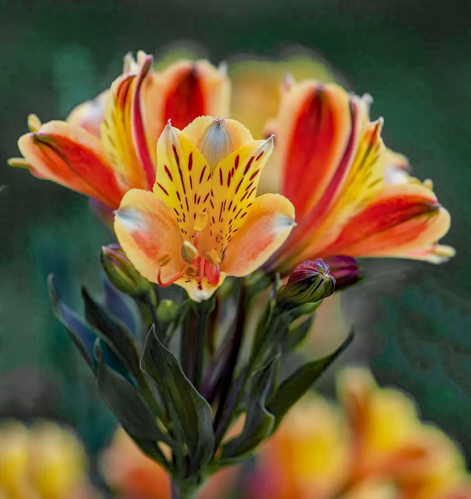 Alstroemeria &#39;Summer Breeze&#39;
