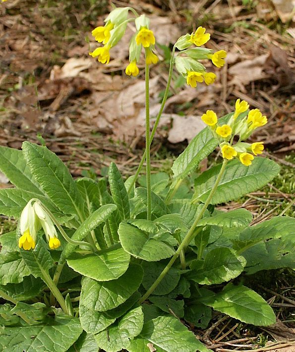 Primula veris