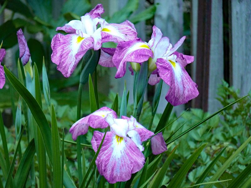 Iris ensata Sopi No Roi