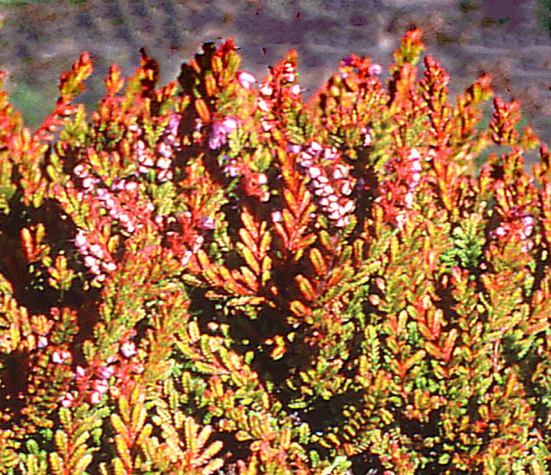 Calluna vulgaris &#39;Arran Gold&#39;