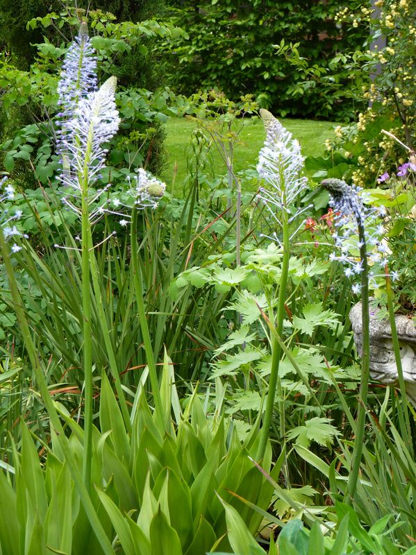 Merwilla plumbea syn. Scilla natalensis