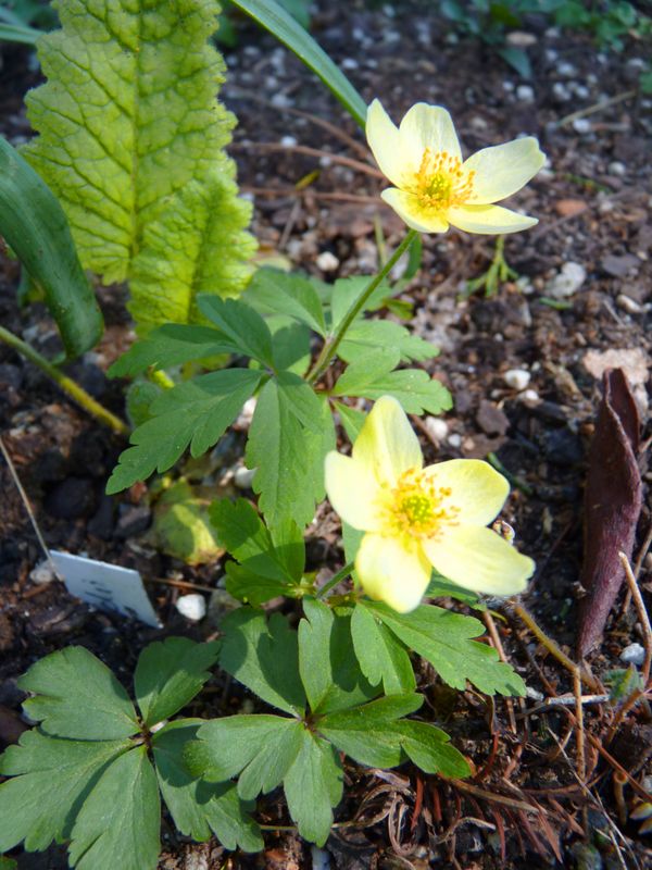 Anemonoides × lipsiensis  (Syn Anemone)