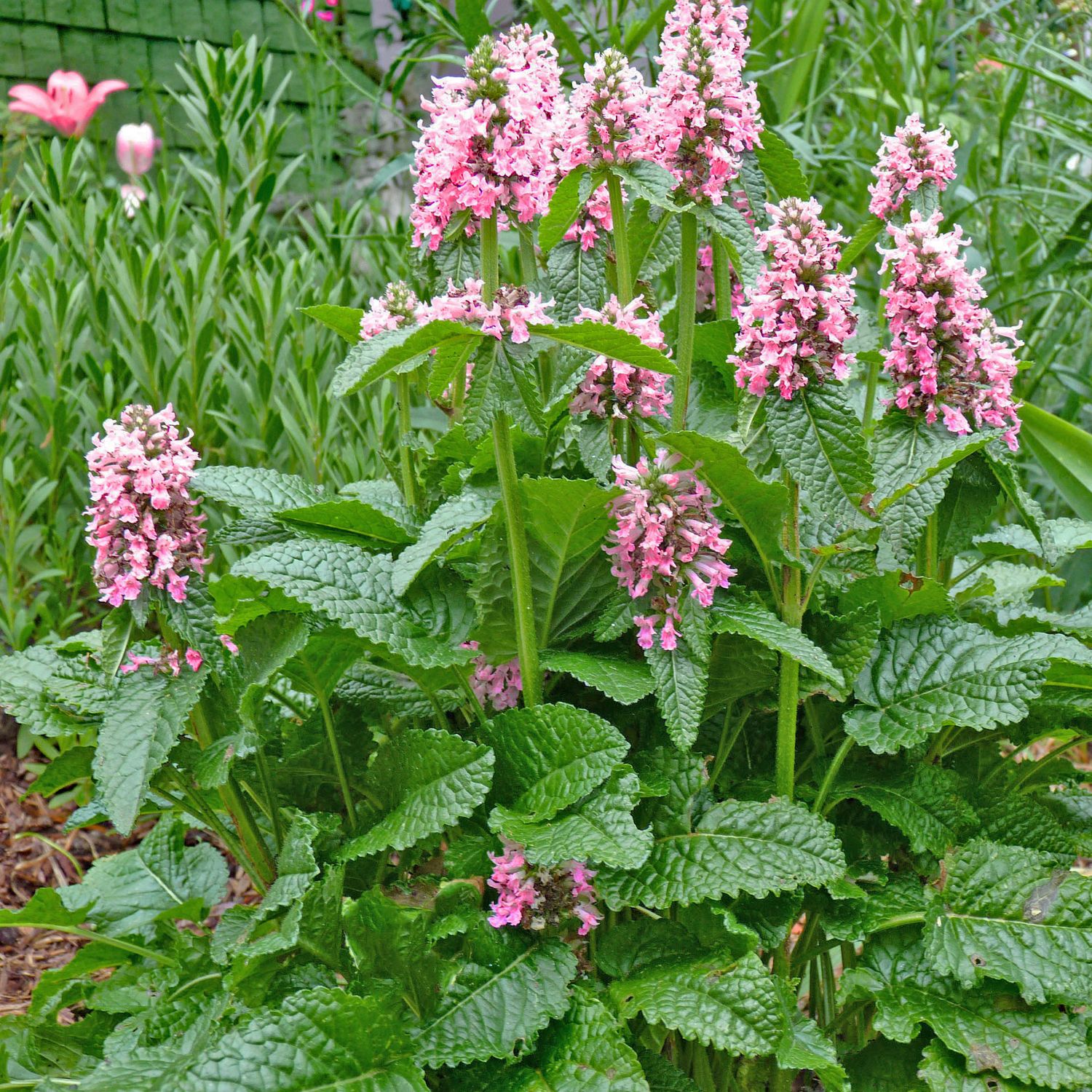 Stachys officinalis