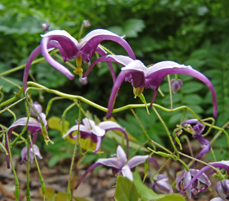 Epimedium acuminatum 'Night Mistress'