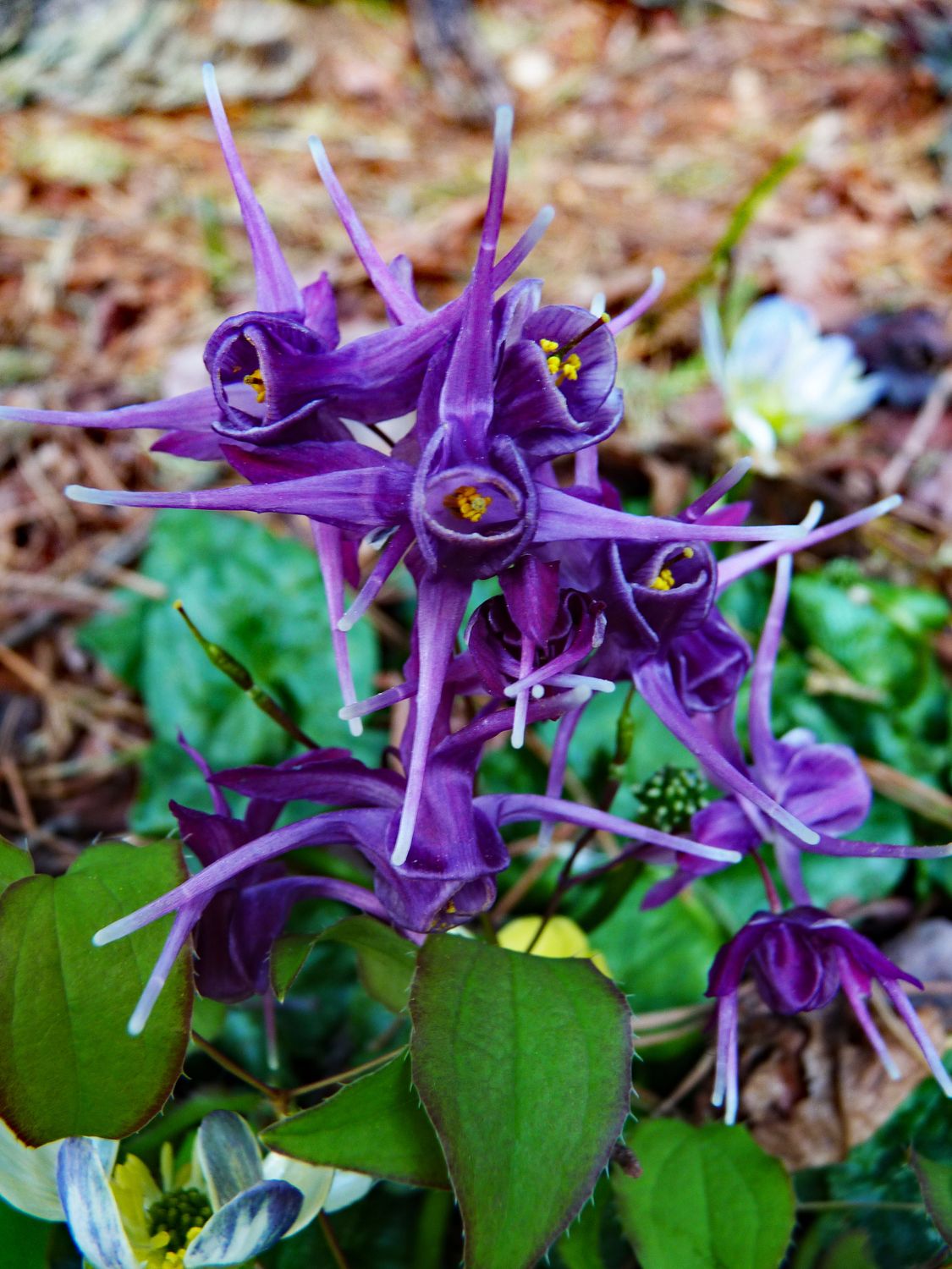Epimedium grandiflorum  &#39;Purple Prince&#39;