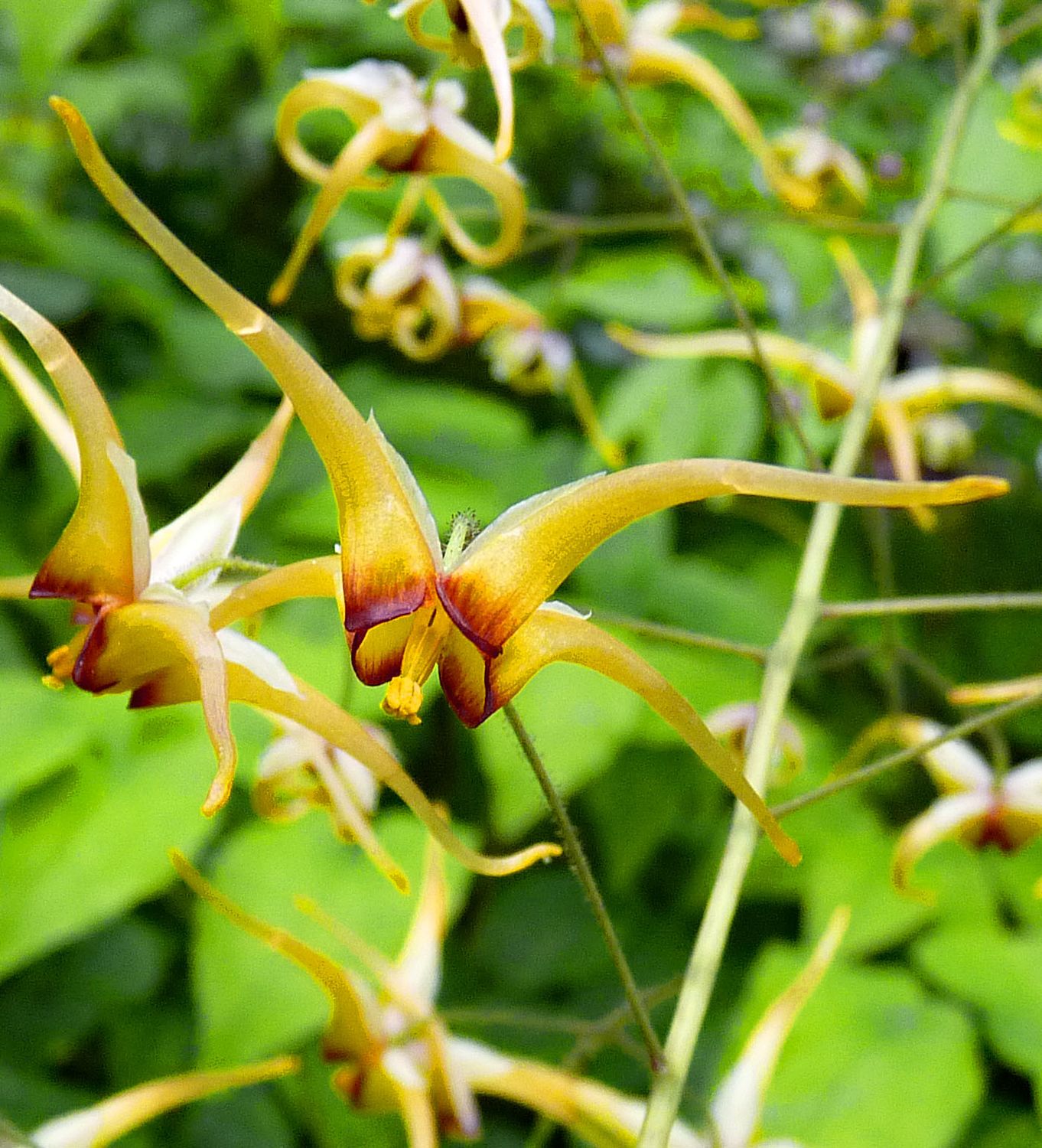 Epimedium wushanense &#39;Caramel&#39;