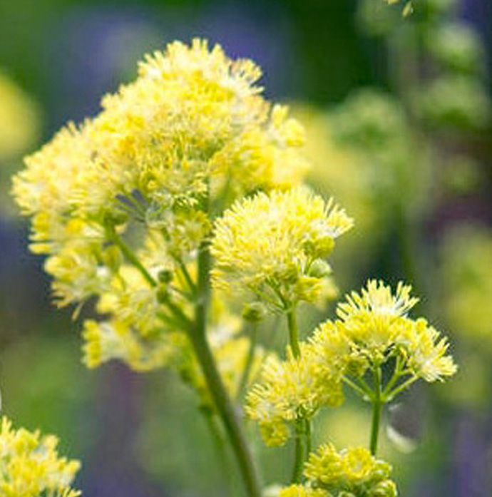 Thalictrum flavum