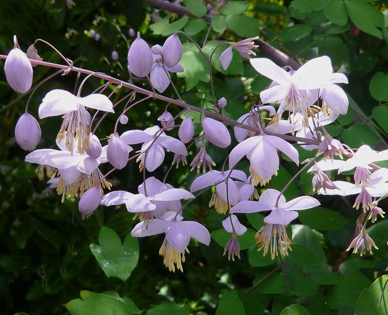 Thalictrum delavayi W/O-0104 Pale Lilac Flowers