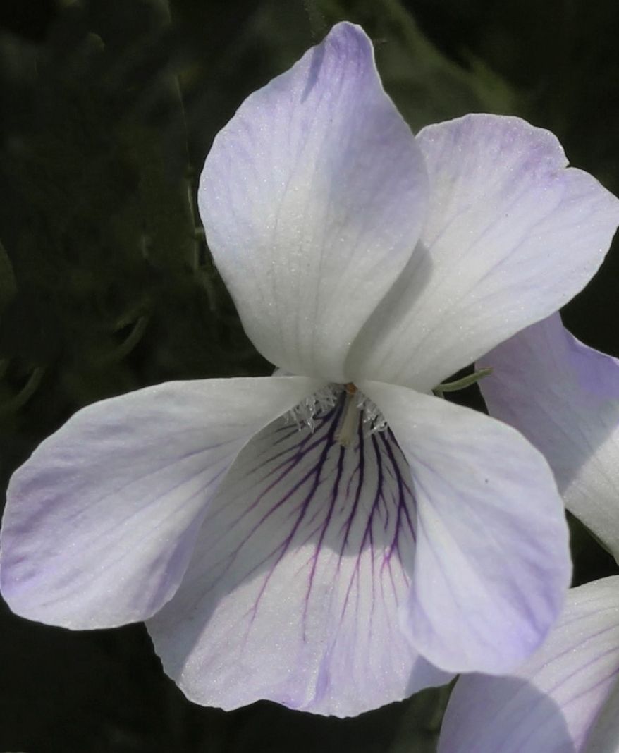 Viola acuminata