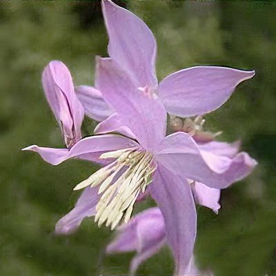 Thalictrum delavayi var. acuminatum W/O-9256