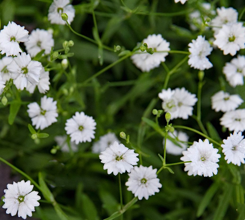 Silene alpestris