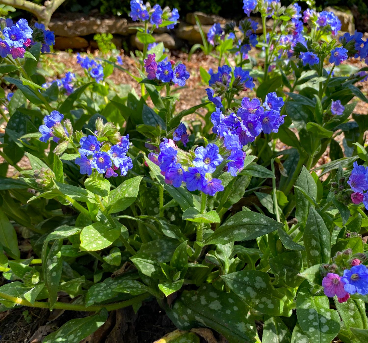 Pulmonaria saccharata  &#39;Leopard&#39;