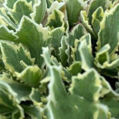 Arabis caucasica &#39;Variegata&#39;
