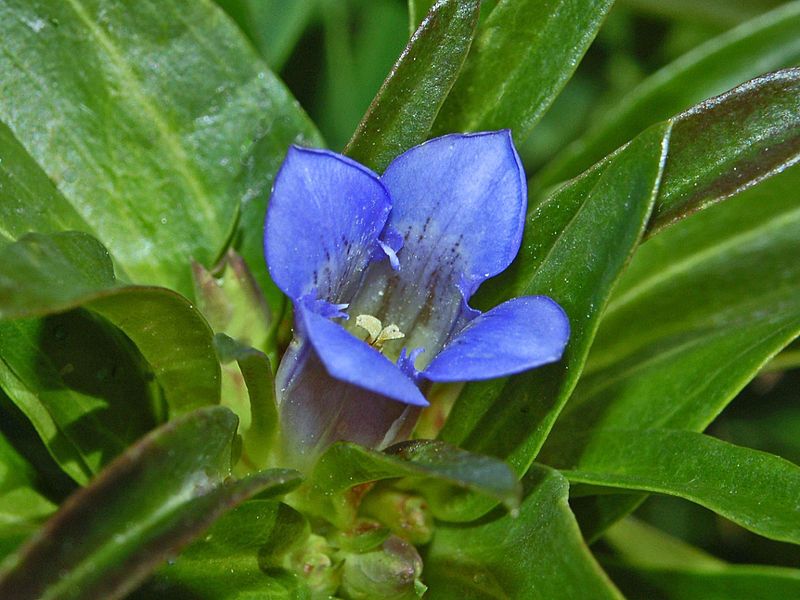 Gentiana cruciata