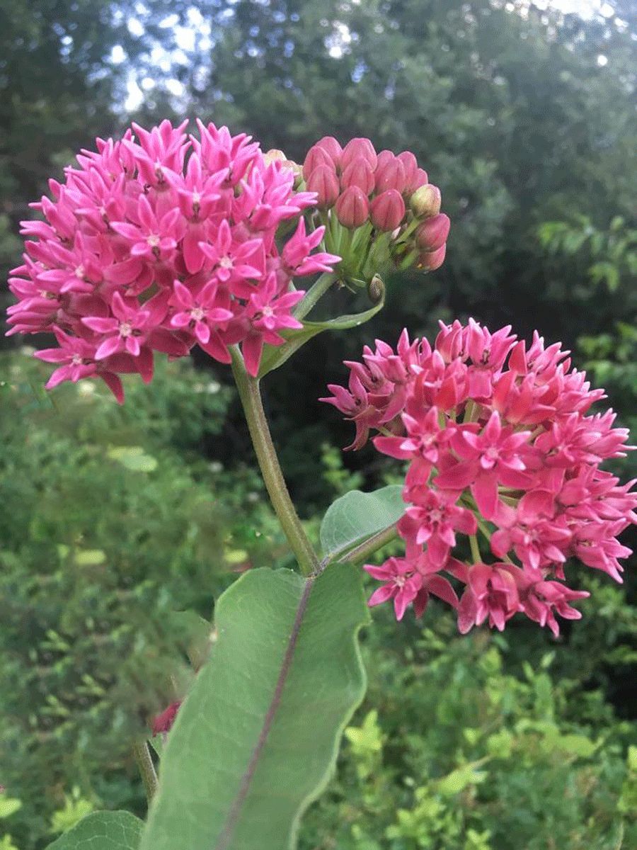 Asclepias purpurascens