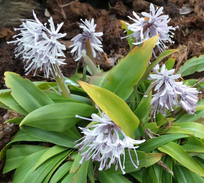Heloniopsis orientalis v yakushimensis
