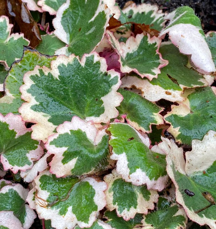 Saxifraga stolonifera tricolor