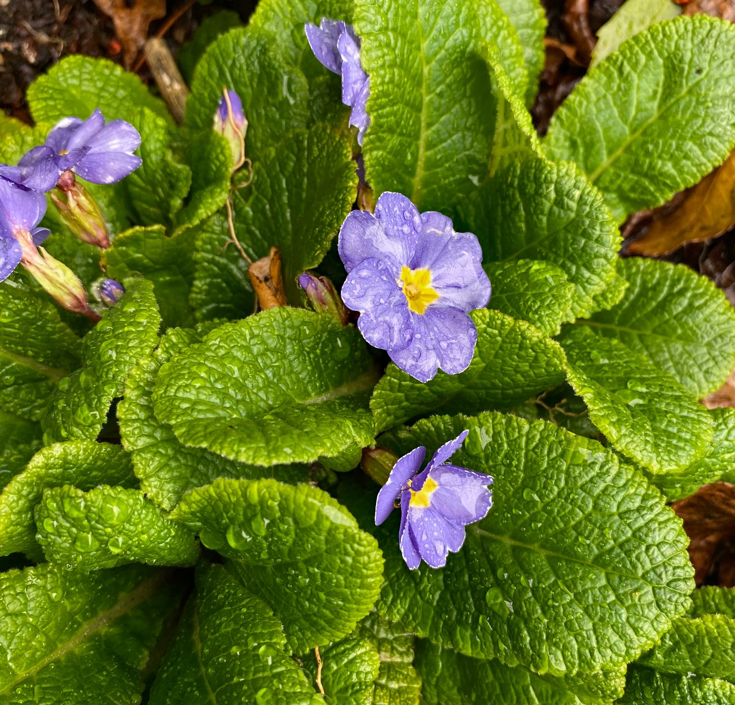 Primula x vulgaris &#39;Barnhaven Blues&#39;