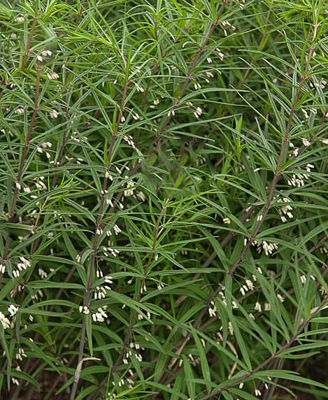 Polygonatum cirrhifolium White Fl. Form