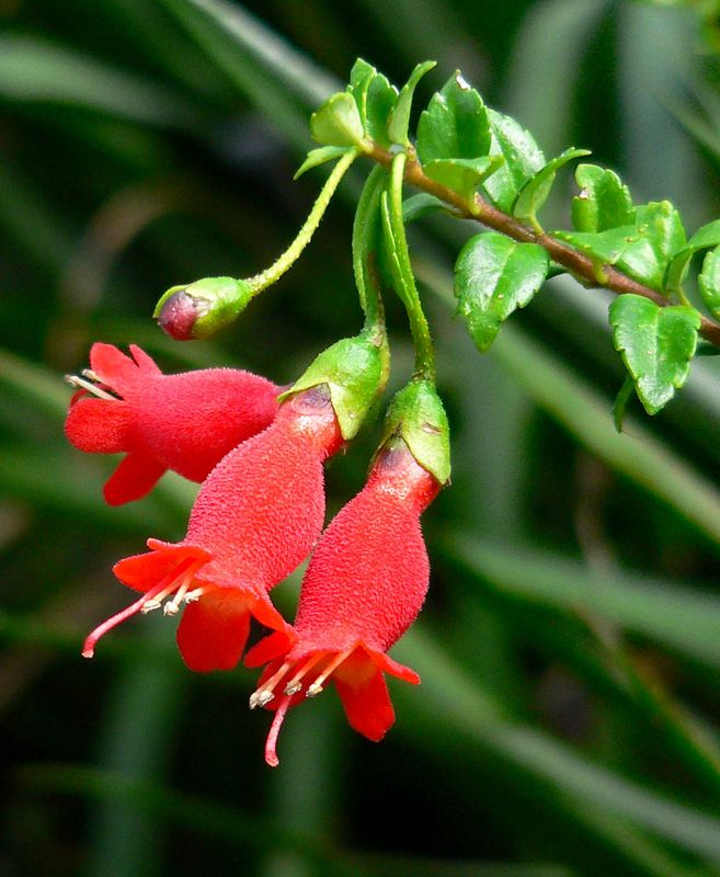 Mitraria coccinea