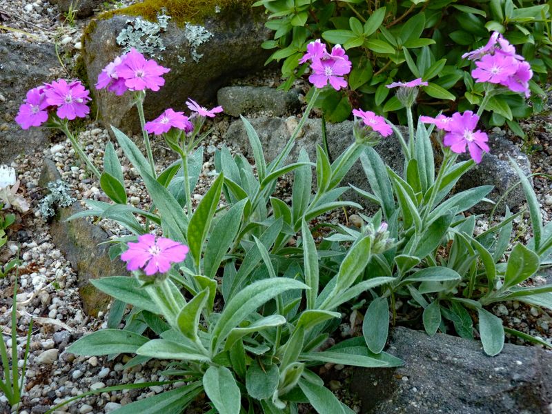 Silene flos-jovis