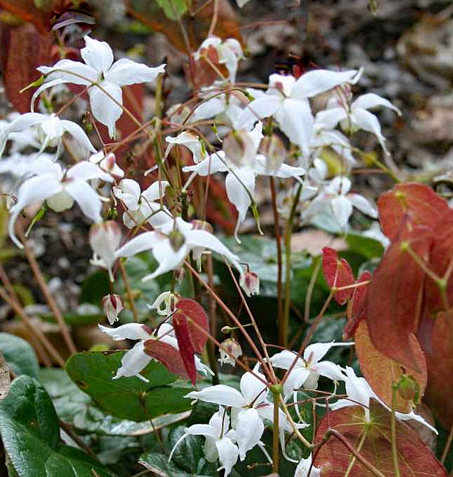 ​Epimedium &#39;Arctic Wings&#39;