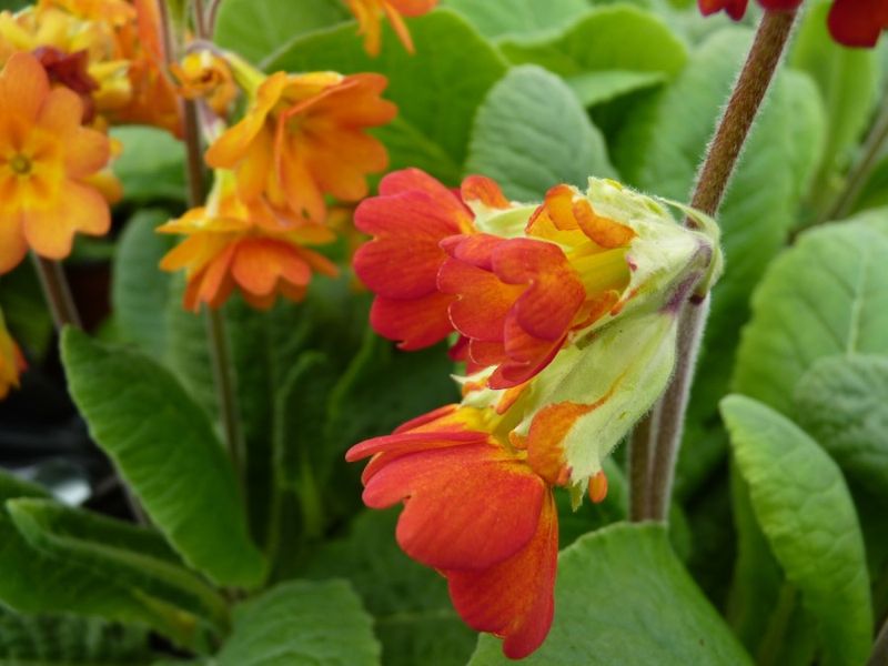 Primula veris Lord Alfred Group