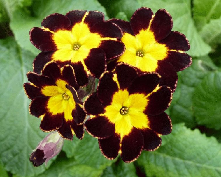 Primula Gilded Ginger Group