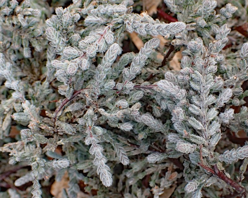 Calluna &#39;Silver Cloud&#39;