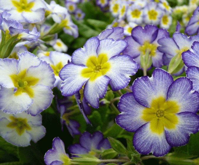 Primula Paris &#39;90 Group