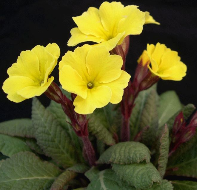 Primula Yellow Cowichan Group