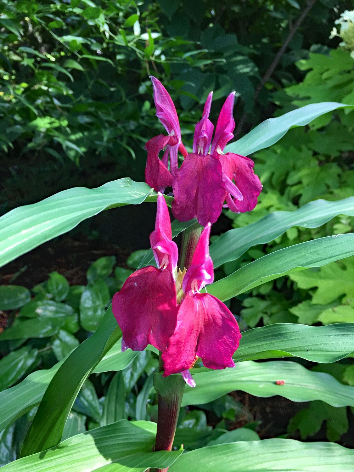 Roscoea &#39;Purple Gurkha&#39;